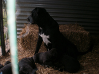 cucciolata cane corso rustico